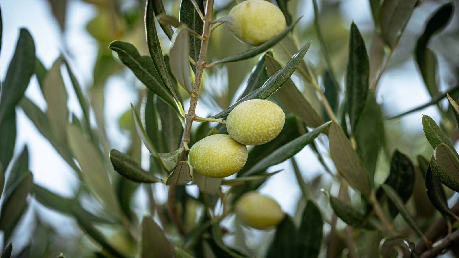 pexels-mahmoud-yahyaoui-28697753